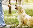 Training Tips for First-Time Dog Owners